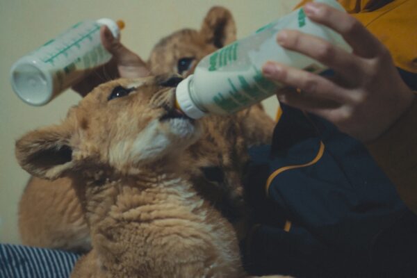 UOPATW_Still_Lion