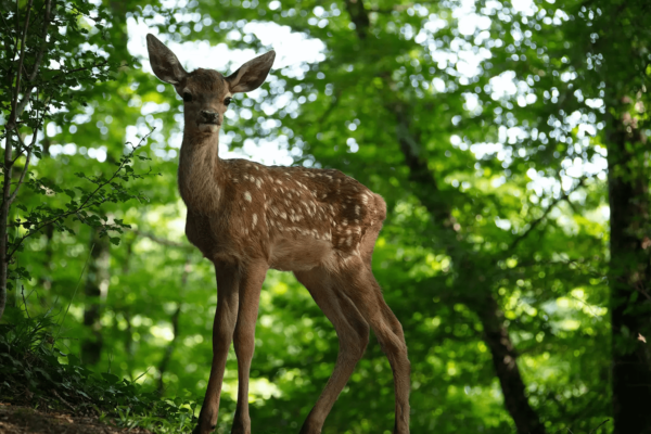 bambi fotos (1)