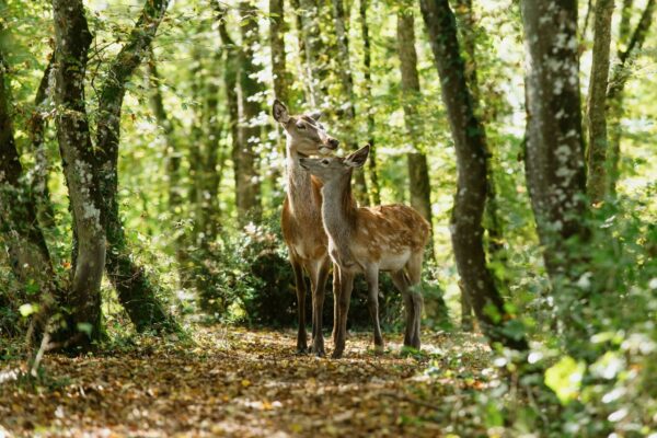 bambi fotos (2)